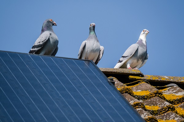 Ptáci mohou solární panely nepěkně zaneřádit